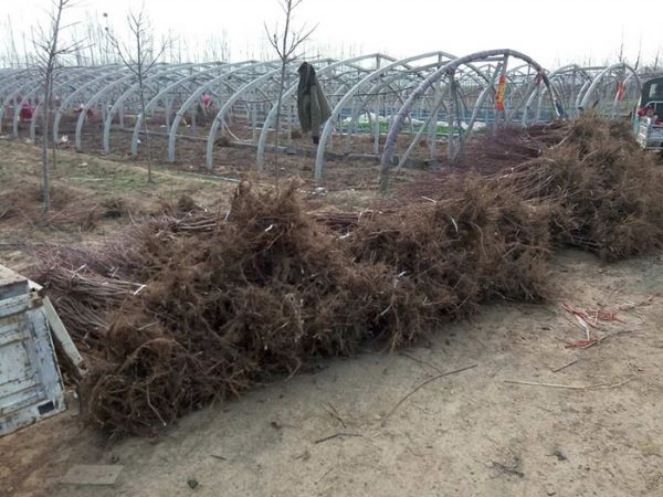 裝車(chē)現場(chǎng)